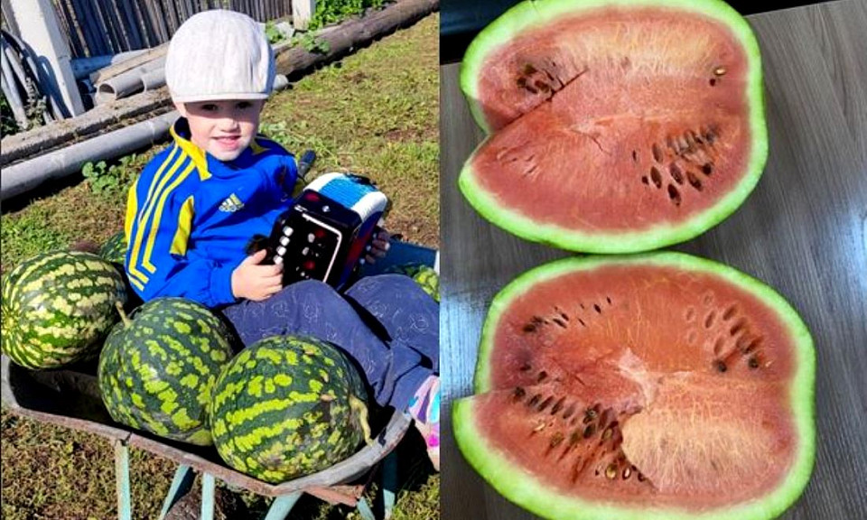 Семья выращивает арбузы весом 7 килограммов в Новосибирской области