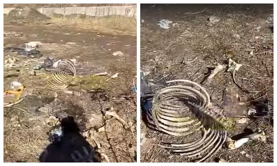 В Новосибирске обнаружили стихийную свалку с бараньими головами