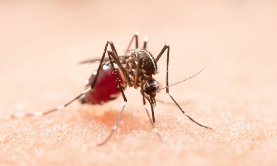 Химик раскрыл рецепт борьбы с комарами и мошками в Новосибирске