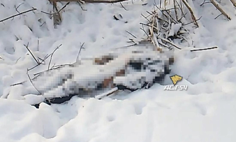 Нашедшие замёрзшее тело в Новосибирске прохожие не стали вызывать полицию