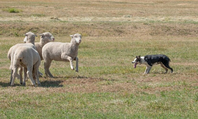 Бродячие псы загрызли 13 овец в Новосибирской области
