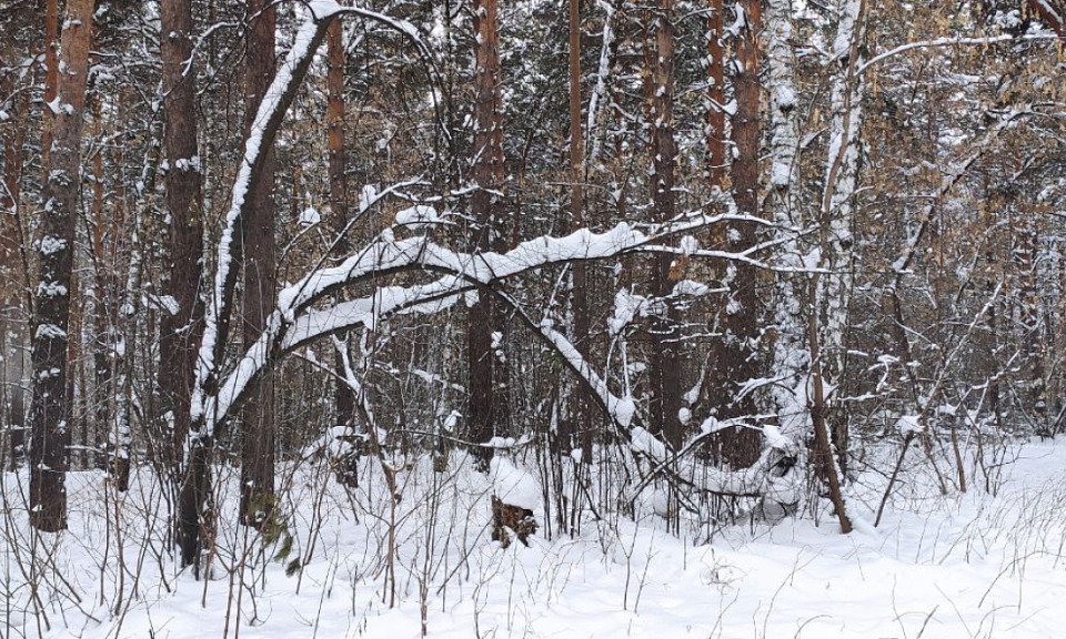 Лютый мороз придёт в Новосибирск и область: какая погода будет 9 января