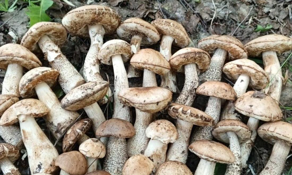 Об опасном грибе в Новосибирской области предупредили специалисты