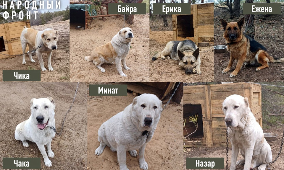 В Новосибирске собирают собачий корм для псов на СВО