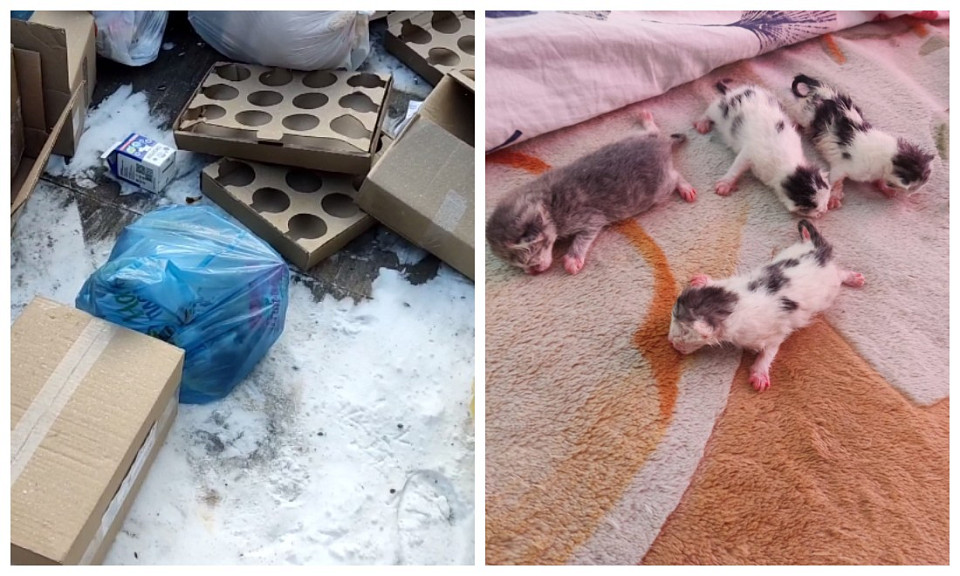 В Новосибирске подростки выкинули новорождённых котят в мусорку