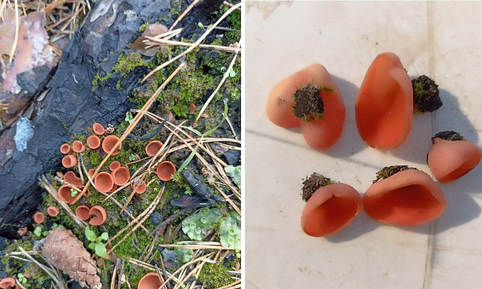Под Новосибирском нашли редкий гриб Пиропиксис красный