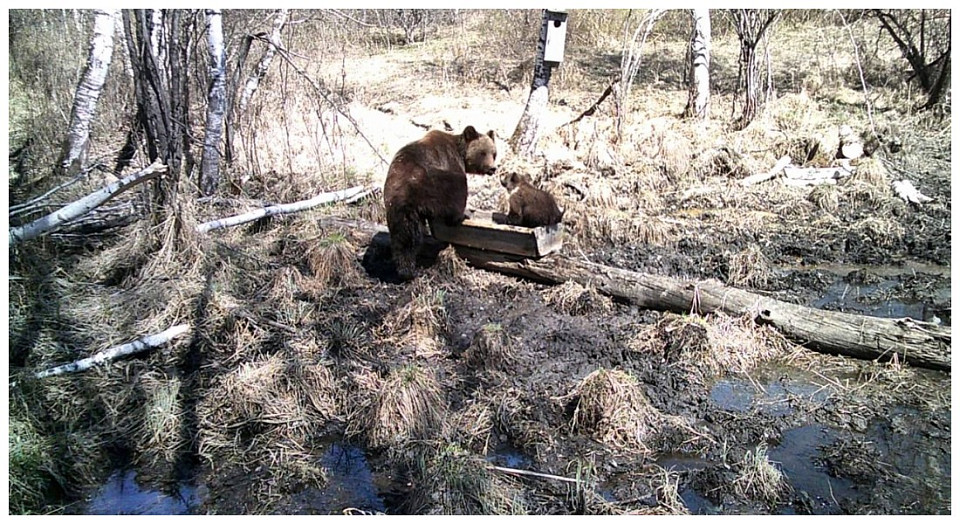В Минприроды Новосибирской области назвали сроки пробуждения медведей