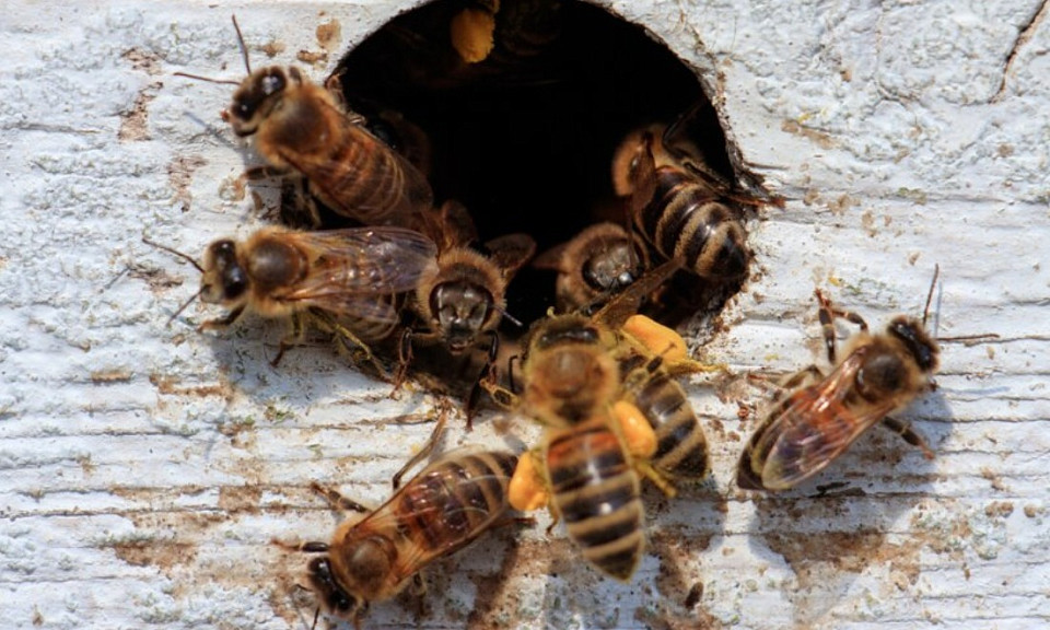 Фермер заявил об агрессивности пчёл в Новосибирской области из-за химикатов
