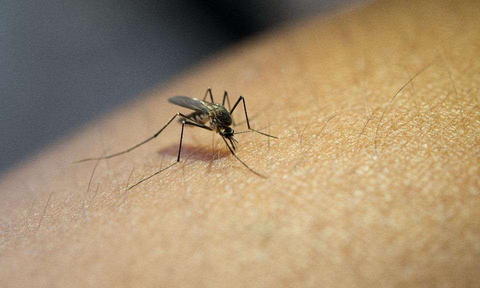 Биолог Яновский из Новосибирска назвал опасные последствия укусов комаров