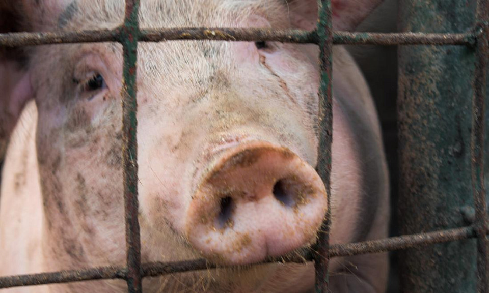 Африканской чумой массово заразились свиньи в Красноярском крае