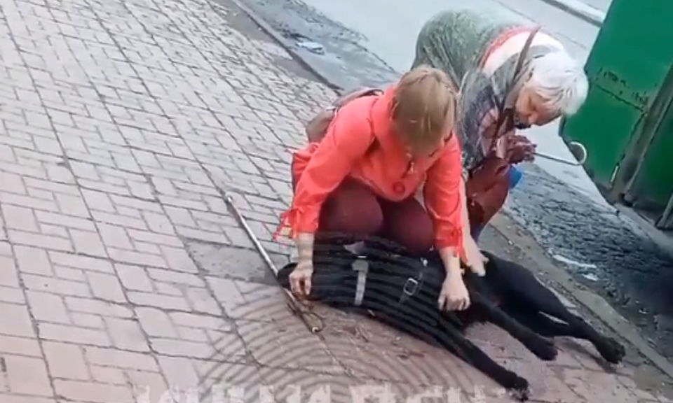 Собаку-поводыря убило током от троллейбуса в Новосибирске