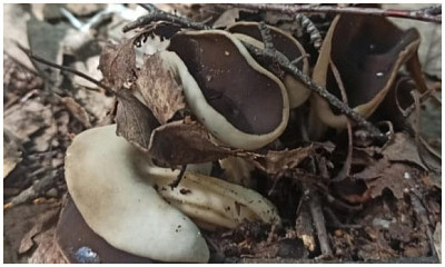 Съедобный гриб-падальщик пецицу нашли в Новосибирской области