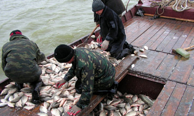 Более 30 тонн карася и сазана из новосибирских озёр отправили в Китай