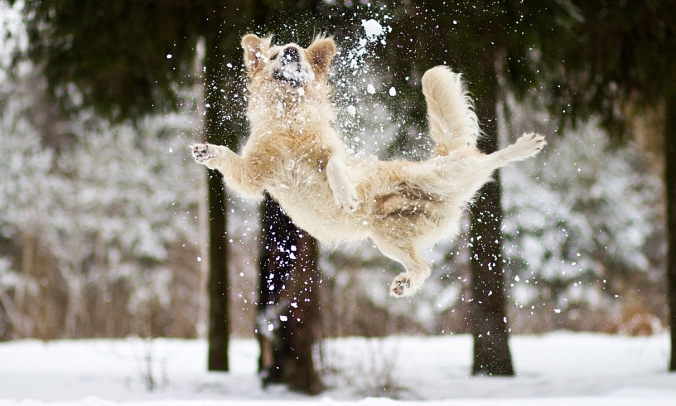 Отступят ли морозы, расскажут собаки: погода 10 декабря в Новосибирской области