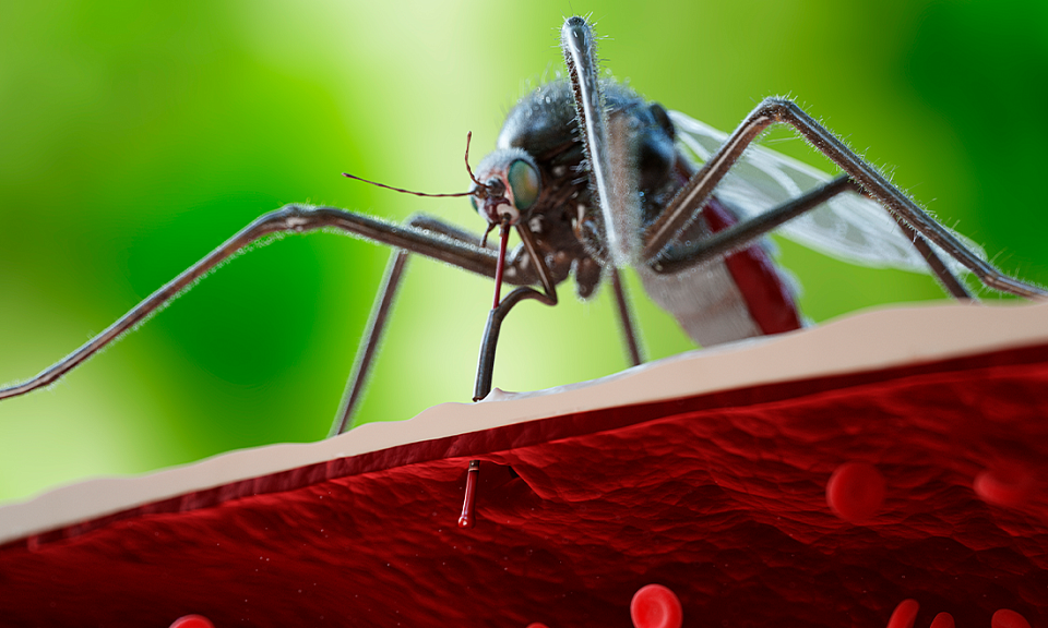 Восемь новосибирцев заразились лихорадкой денге