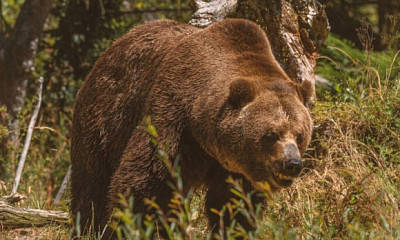 Медведь выбежал на лыжероллерную трассу в Новосибирской области