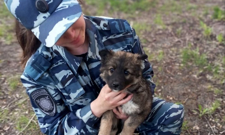Бездомного щенка приютили полицейские в Новосибирске
