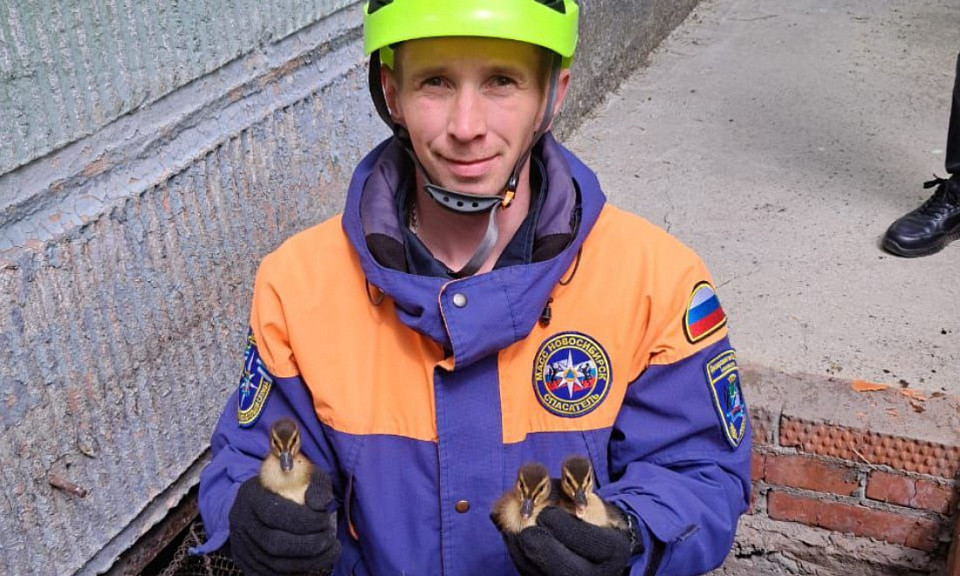 В Новосибирске спасатели пришли на помощь независимой маме-утке