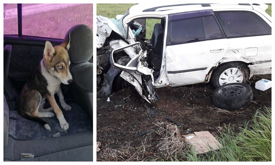 Сибирский Хатико: после ДТП под Новосибирском на место аварии вернулся щенок