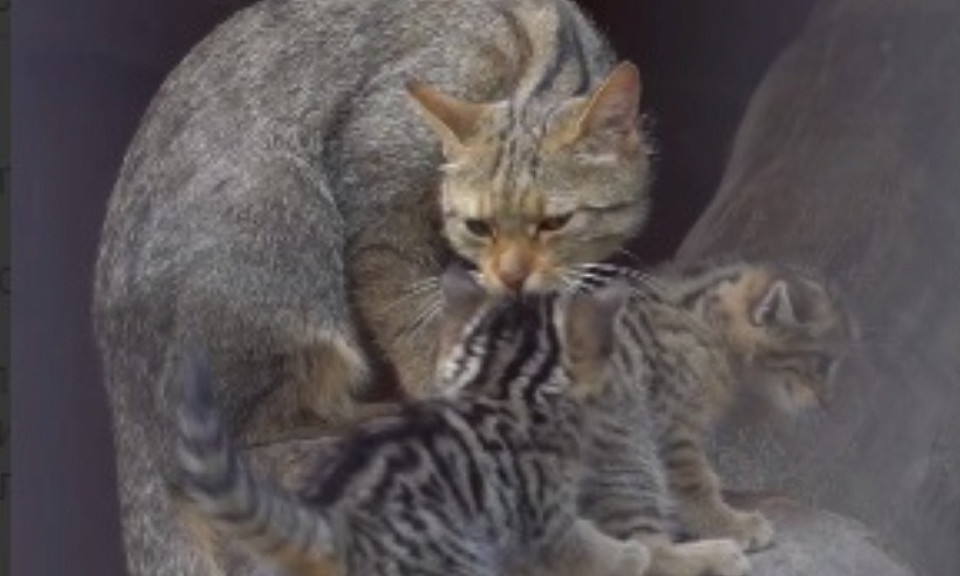 Четверых лесных котят показали в Новосибирском зоопарке
