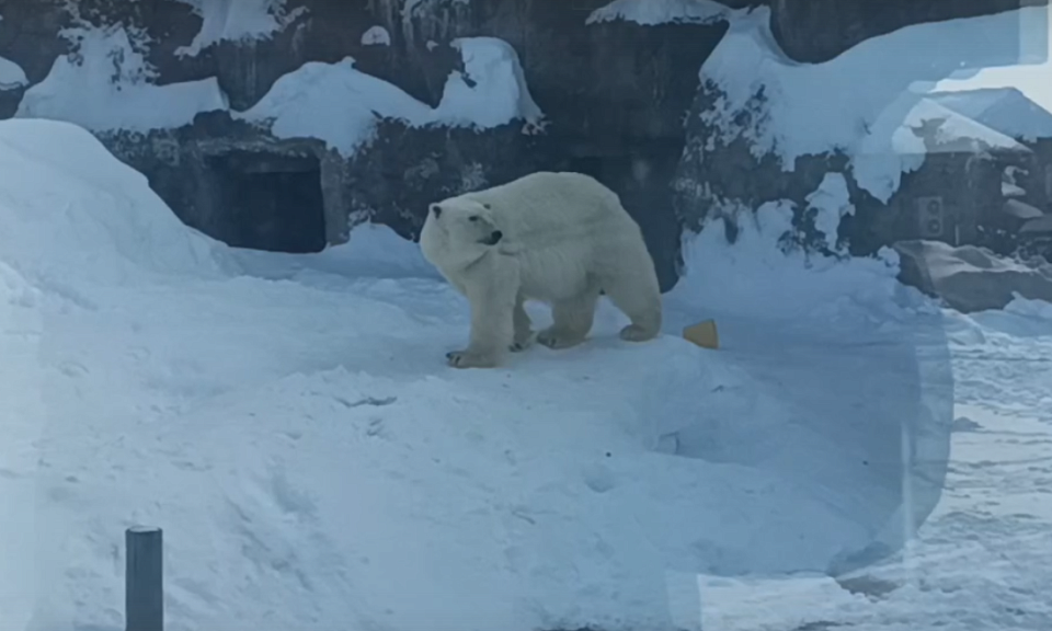 В зоопарке Удмуртии показали медведицу из Новосибирска Шайну