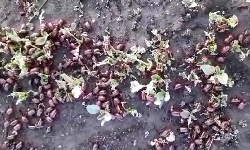 Фейковыми жуками пугают жителей Новосибирской области