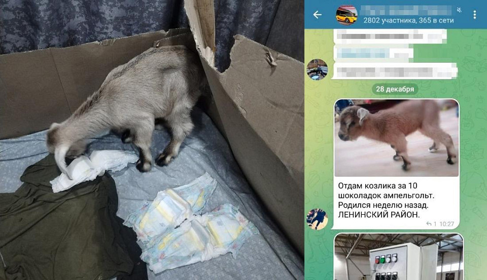 В Новосибирске женщина приютила козлёнка в квартире