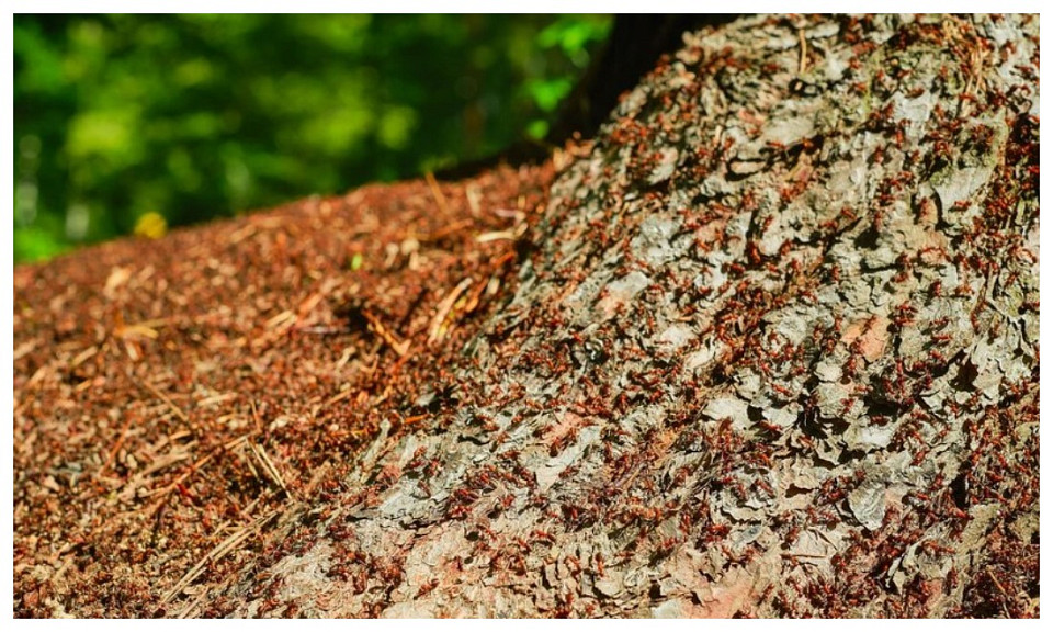 Новосибирск окружили огромные муравейники