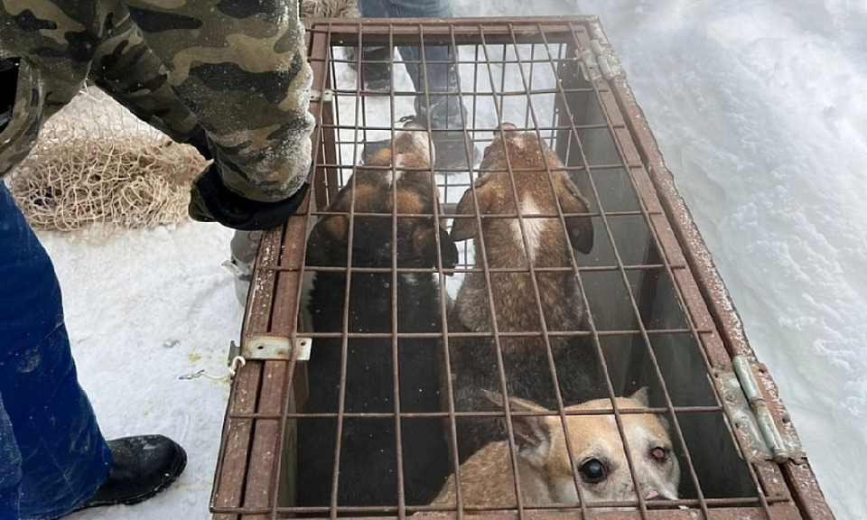 Суд отправил владелицу собачьего приюта в Новосибирске в психбольницу