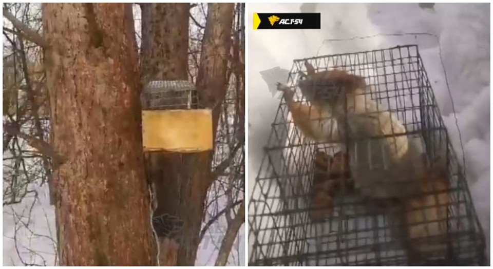 Живодёры ставят ловушки на белок в лесу Заельцовского района Новосибирска