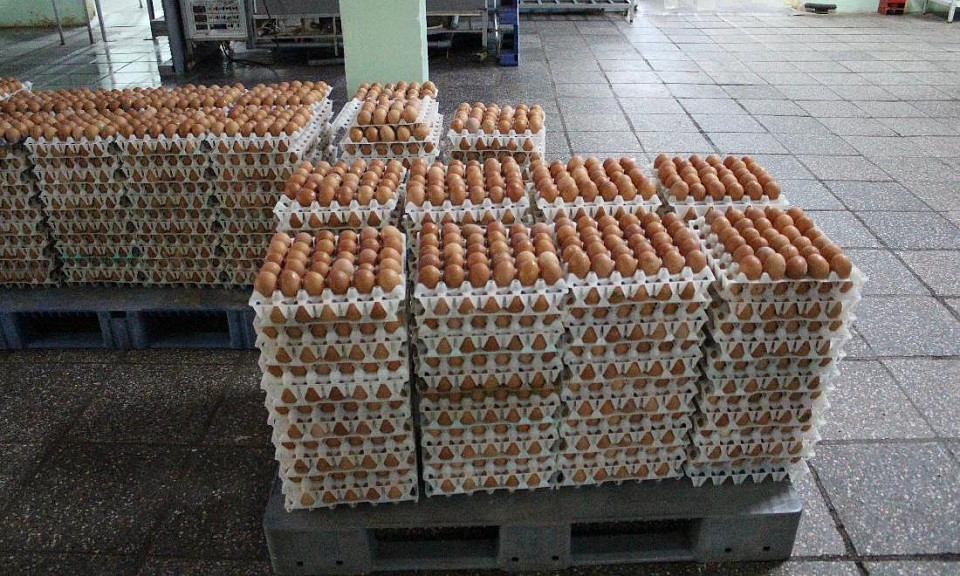 Производство куриных яиц дошло до 118% в Новосибирской области
