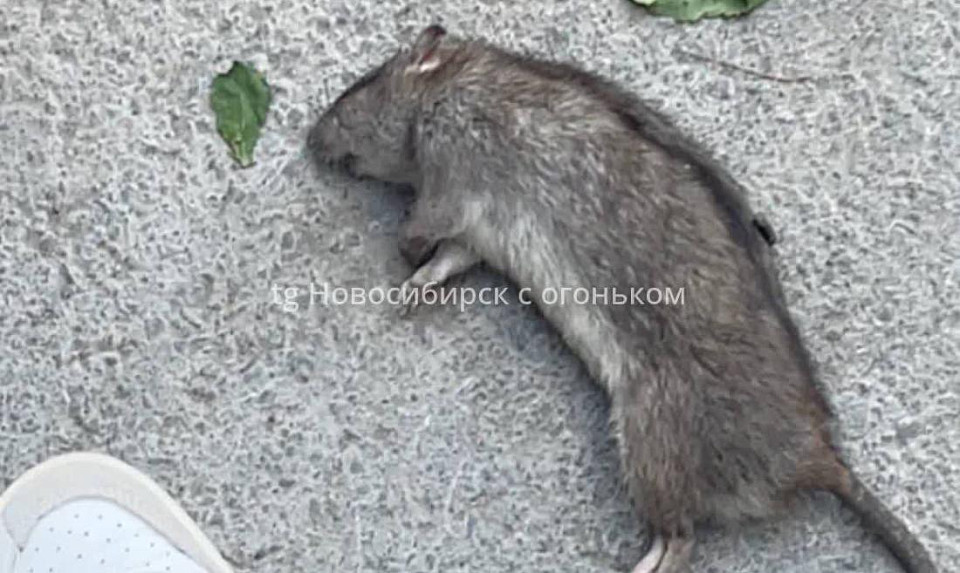 Жителей Новосибирска напугали огромные крысы во дворах Красного проспекта