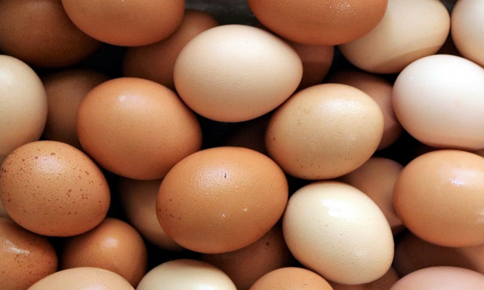 Новосибирцы отправили в Монголию почти 16 миллионов яиц