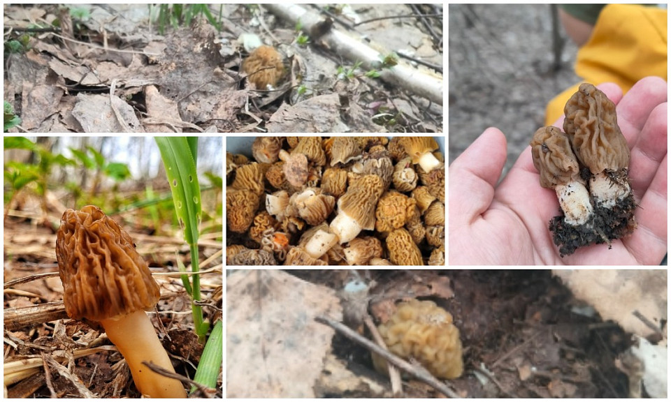 В Новосибирской области на Пасху грибники открыли сезон сбора сморчков