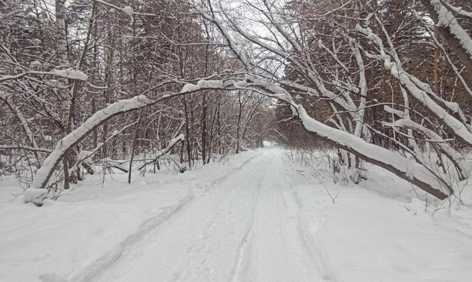 Февраль будет снежным: прогноз погоды в Новосибирской области представили синоптики