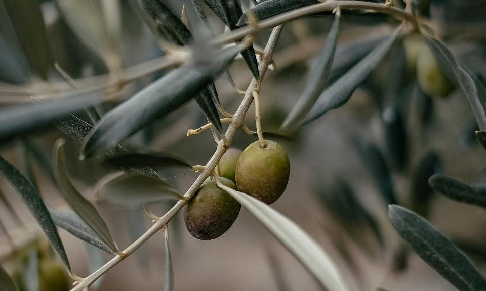 Диетолог из Новосибирска рассказал, помогают ли оливки похудеть
