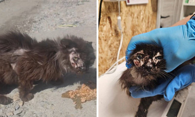 Новосибирские волонтёры спасли беззубую кошку от голодной смерти