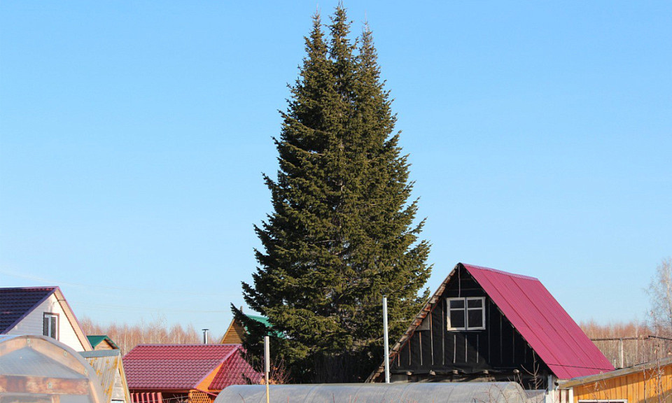 Сибирякам предложили вырастить собственный семейный лес