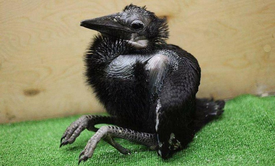 Первые абиссинские рогатые вороны родились в Новосибирском зоопарке