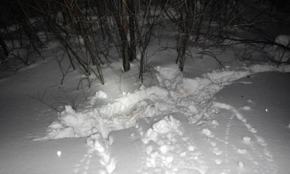 В Новосибирской области браконьеры на седане отстреливали косуль
