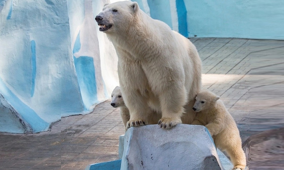 Новосибирцам предложили на выбор пять пар имен для белых медвежат
